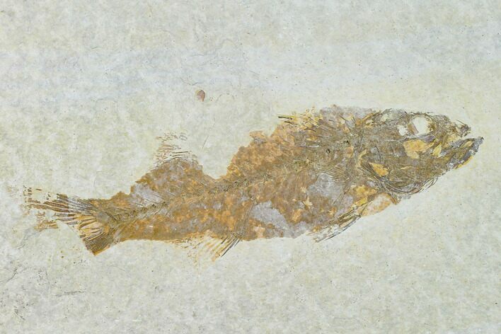 Bargain, Fossil Fish (Mioplosus) - Uncommon Species - Green River #138706